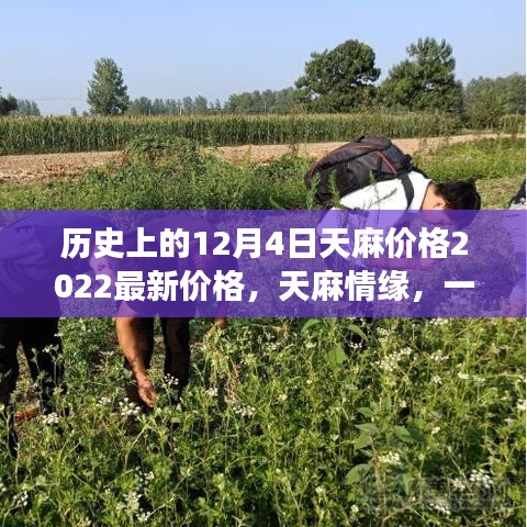 天麻情缘揭秘，历史上的价格变迁与温馨日常趣事——2022年最新天麻价格回顾