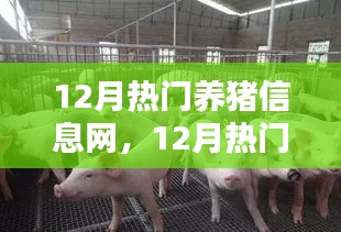 12月热门养猪信息网深度评测与介绍