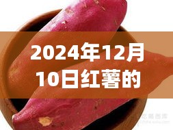 2024年红薯种植新技术探讨，最新种植革新与观点阐述