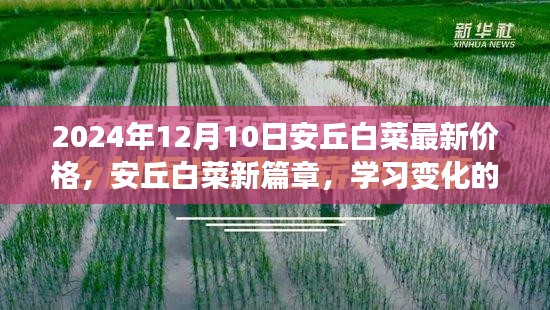 安丘白菜最新价格揭秘，学习变化的力量与白菜价格的奇妙之旅（2024年12月10日）