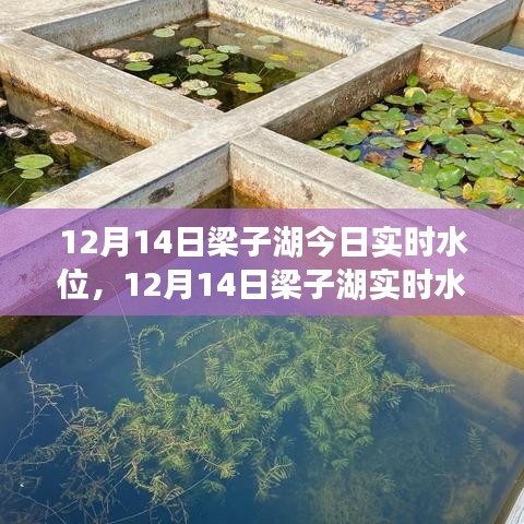 深度解析，多方观点下的梁子湖水位实时动态报告