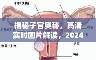 揭秘子宫奥秘，高清实时图片解读与科学洞察（2024年最新）