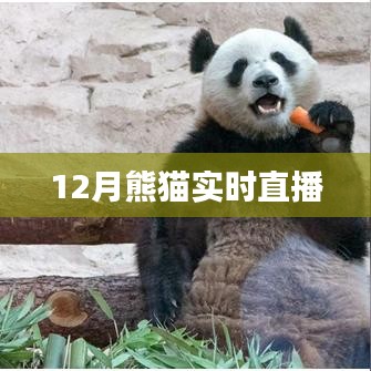 熊猫直播盛典，12月精彩实时放送