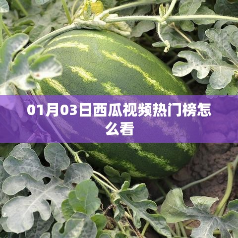 西瓜视频热门榜观看指南（日期，01月03日）