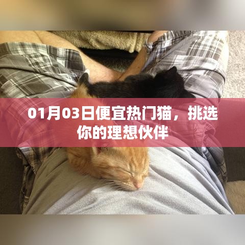 精选热门猫咪，新年超值优惠，理想伙伴等你挑！