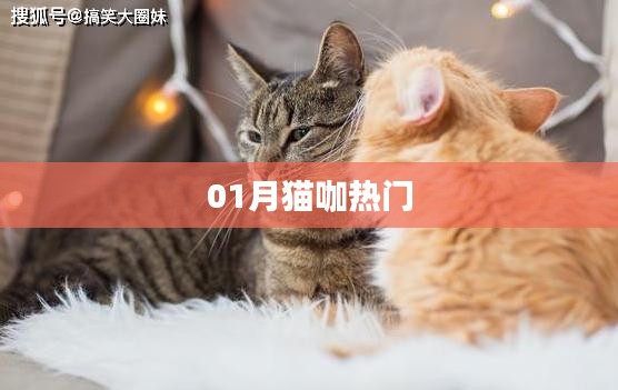 猫咖新宠，一月热门动态