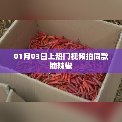 热门摘辣椒视频教程，轻松掌握拍摄技巧