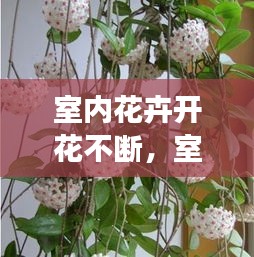 室内花卉开花不断，室内一直开花的植物 