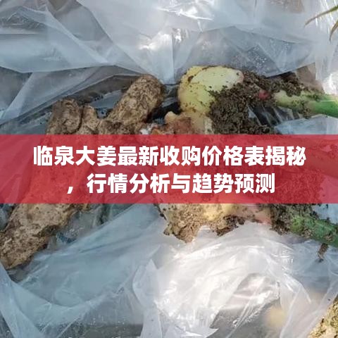 临泉大姜最新收购价格表揭秘，行情分析与趋势预测