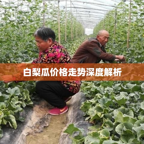 白梨瓜价格走势深度解析