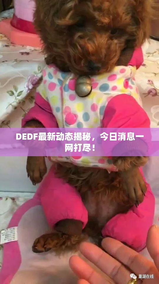 DEDF最新动态揭秘，今日消息一网打尽！