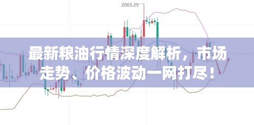 最新粮油行情深度解析，市场走势、价格波动一网打尽！