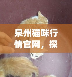 泉州猫咪行情官网，探索猫咪市场的最新动态