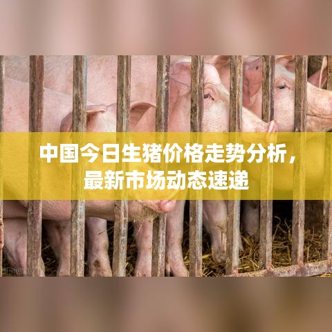 中国今日生猪价格走势分析，最新市场动态速递