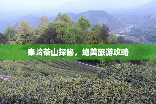 秦岭茶山探秘，绝美旅游攻略