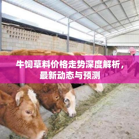 牛饲草料价格走势深度解析，最新动态与预测