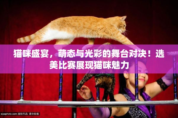 猫咪盛宴，萌态与光彩的舞台对决！选美比赛展现猫咪魅力