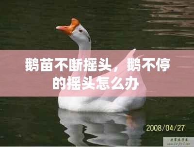 鹅苗不断摇头，鹅不停的摇头怎么办 