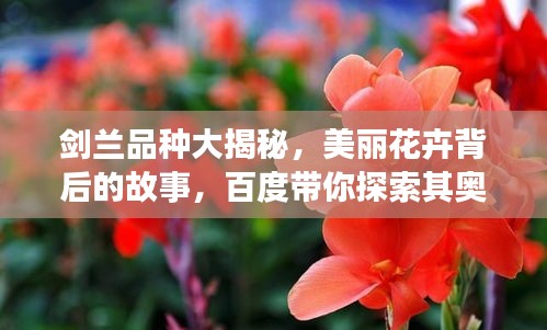 剑兰品种大揭秘，美丽花卉背后的故事，百度带你探索其奥秘！