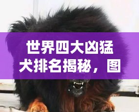 世界四大凶猛犬排名揭秘，图片大放送，特点一网打尽