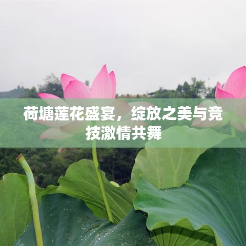 荷塘莲花盛宴，绽放之美与竞技激情共舞