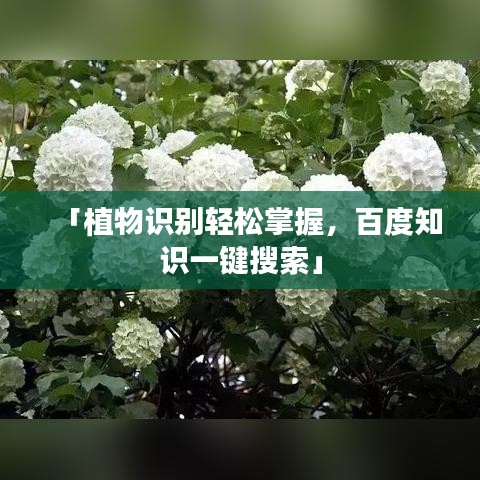 「植物识别轻松掌握，百度知识一键搜索」