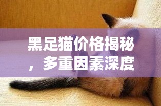 黑足猫价格揭秘，多重因素深度探讨