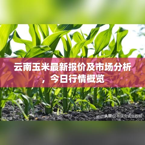 云南玉米最新报价及市场分析，今日行情概览